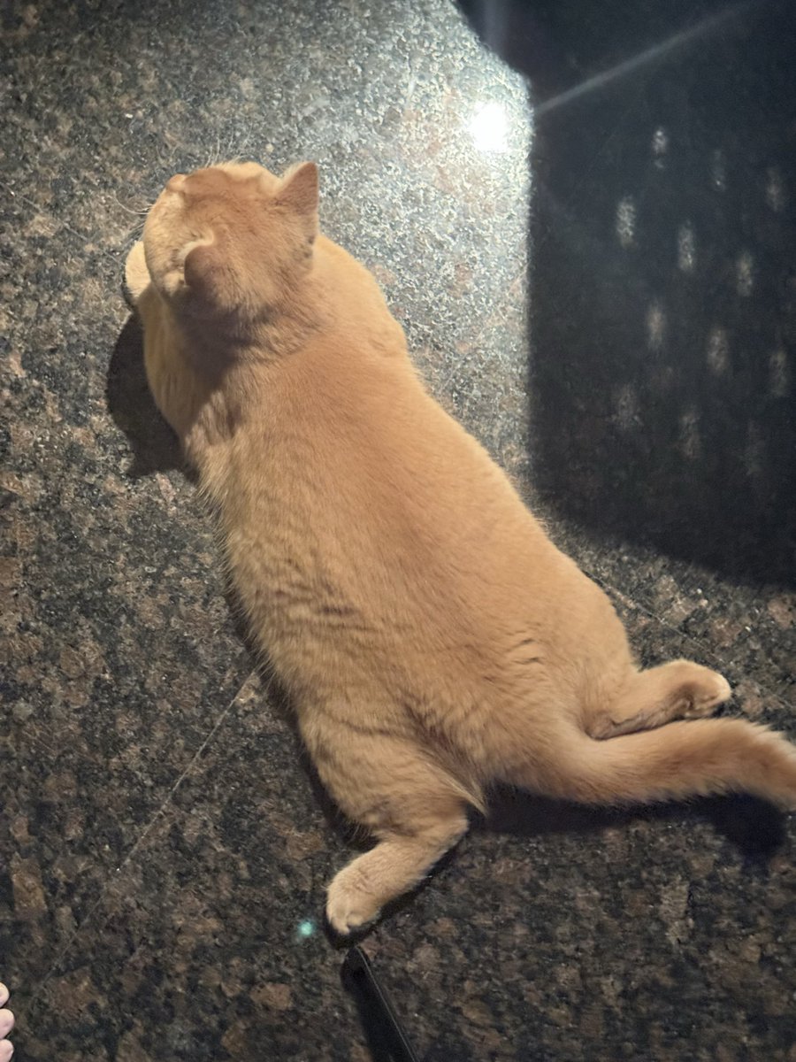 mormormorru's tweet image. ชอบนะเวลาแมวนอนท่านี้ รู้สึกว่าเออเลี้ยงเขาได้ดีเนาะ ดูสบายมากอะ ชีวิตมันดูแบบจอย ไม่มีไรต้องเครียดดี