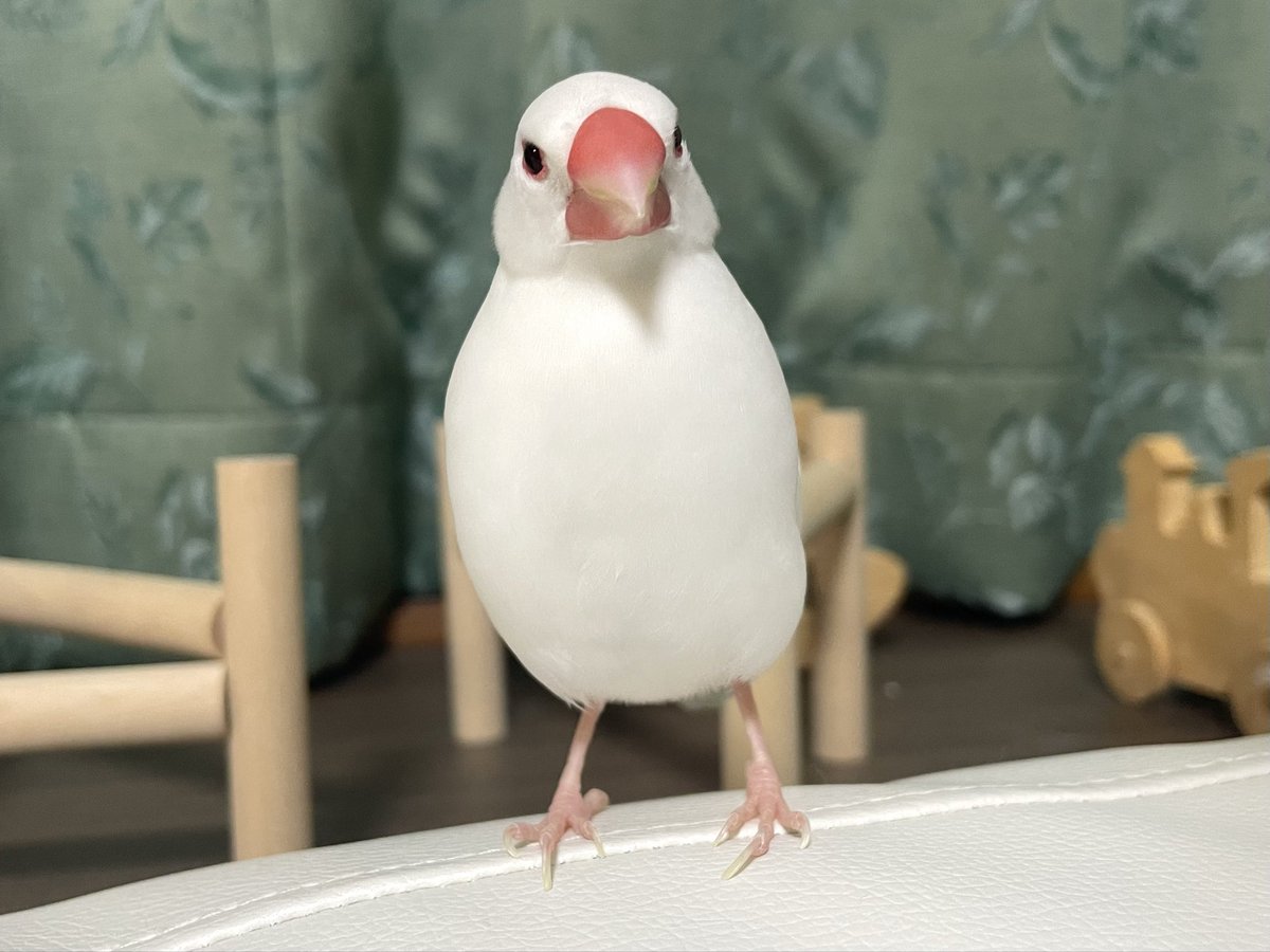 you＊珊瑚 (@shirobuncho35) / Posts / X