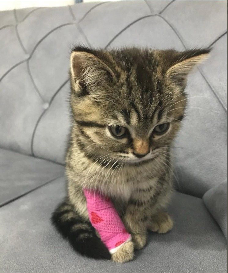 GENTLECAT (@gentleeeeeeecat) on Twitter photo 