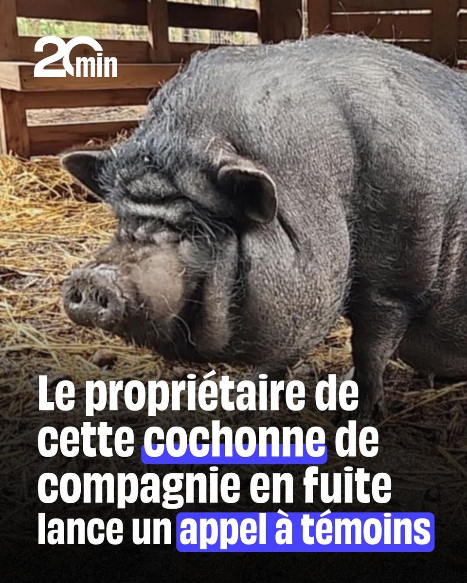 20Minutes's tweet photo. 🔴 Vous pouvez aider Charly à retrouver Rillettes
➡️ https://t.co/joDGvhRSNX https://t.co/1cT6fSYVoB