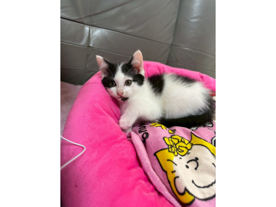 ネコジルシ里親募集《北海道/東北地方》 on X