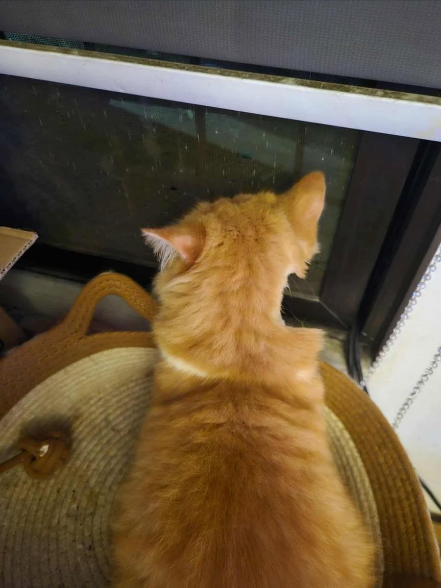 Девушка отвезла своего кота к ветеринару, где ему побрили шею, чтобы провести обследование. 

Теперь он выглядит так, будто от него откусили огромный кусок.