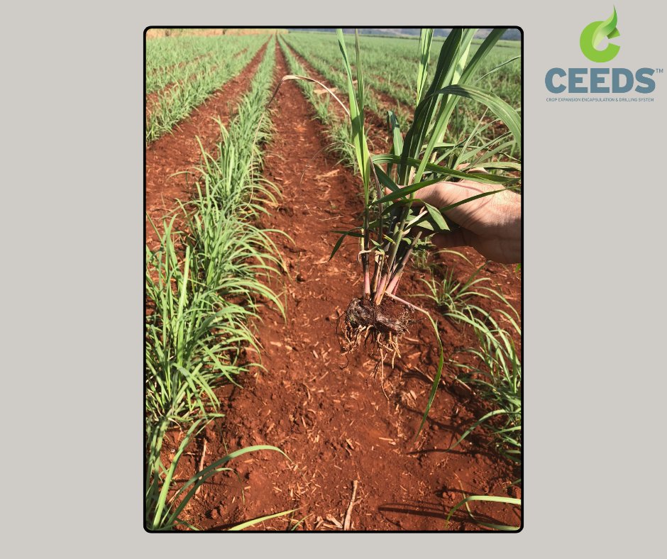 With mill-based CEEDS™ production, sugarcane operations can now increase profitability and  efficiency.

To learn how to implement CEEDS™ technology contact sales@newenergyfarms.com or visit newenergyfarms.com.

#Agriculture #NewEnergyFarms #CEEDS #Seed #syntheticseed