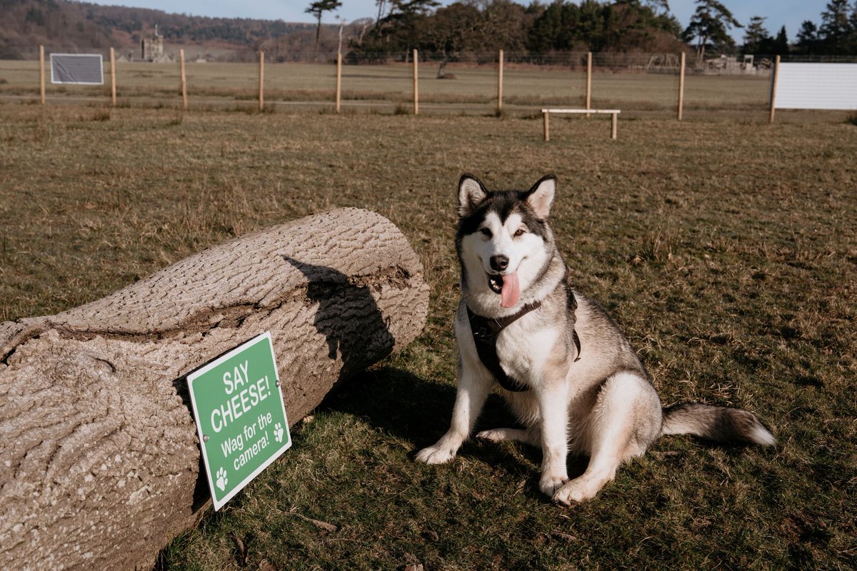 Did you know? Neath Port Talbot is one of the most dog friendly areas in South Wales 🦮

With activities such as Margam Bark, and walks along the Resolven Canal and Aberavon Seafront, it really is a dog’s life!

-

Oeddech chi'n gwybod? Castell-nedd Port Talbot yw un o'r