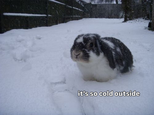 Bunnies's tweet photo. https://t.co/qgZNvd8AJY
