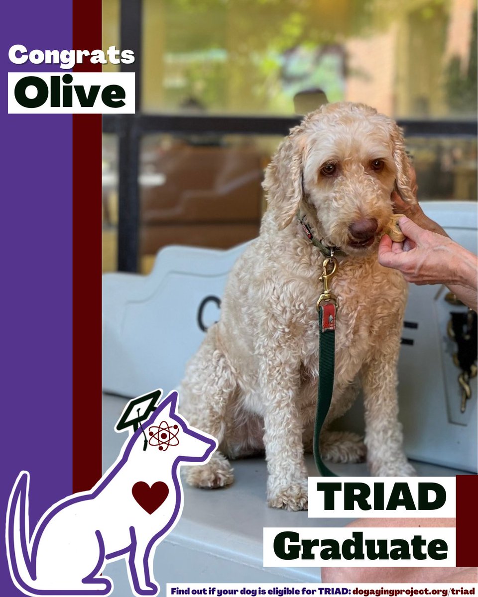 DogAgingProject's tweet photo. Exciting news from the TRIAD cohort! 🎉We’re celebrating another graduate from our clinical trial study! 🐶🎓

Want to help dogs live longer, healthier lives?
🐾 Discover if your doggo is eligible for TRIAD: https://t.co/eAO1CwdKHc

#TRIAD #DogGrad #Dogs https://t.co/5ltYvn4mwg