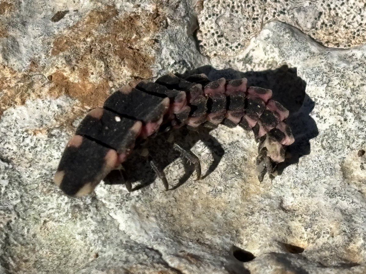 Reefpaths tweet media