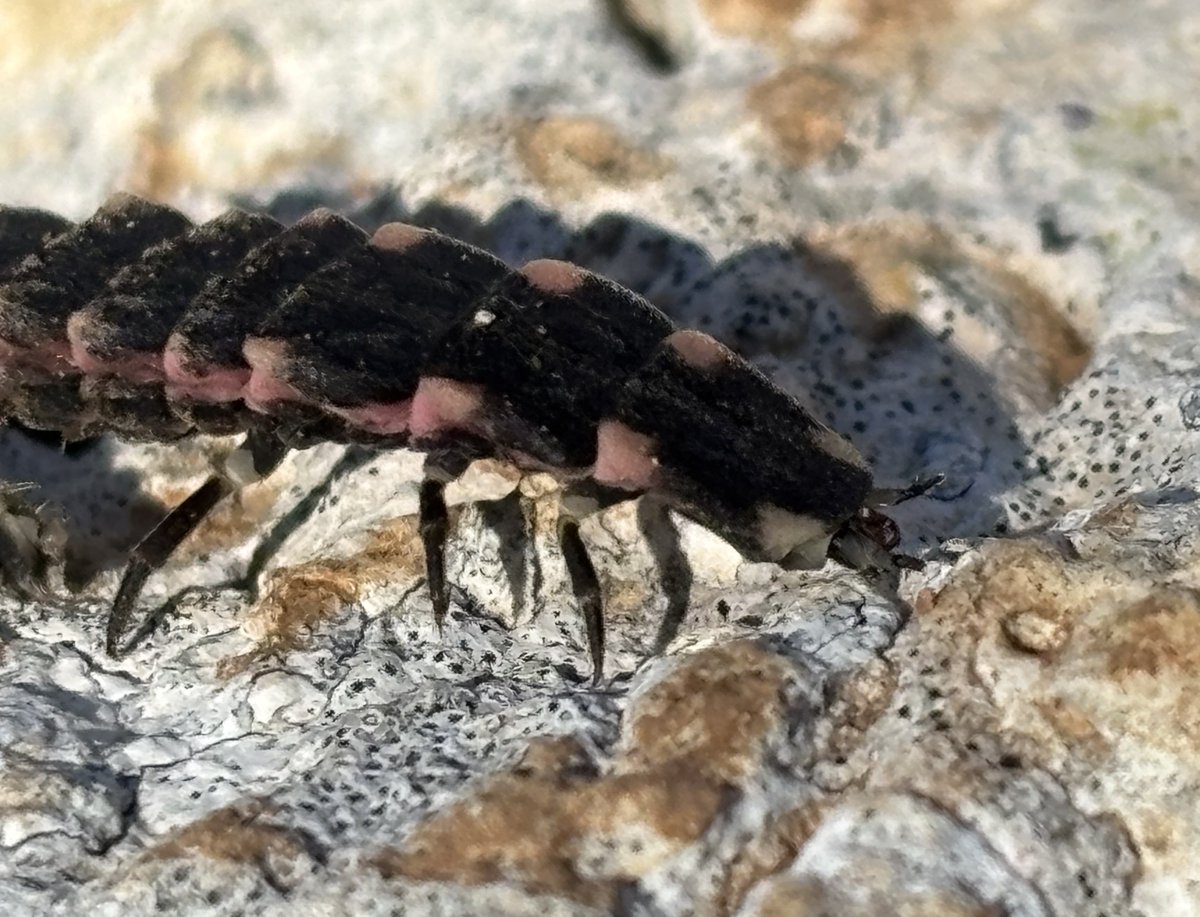 Reefpaths tweet media