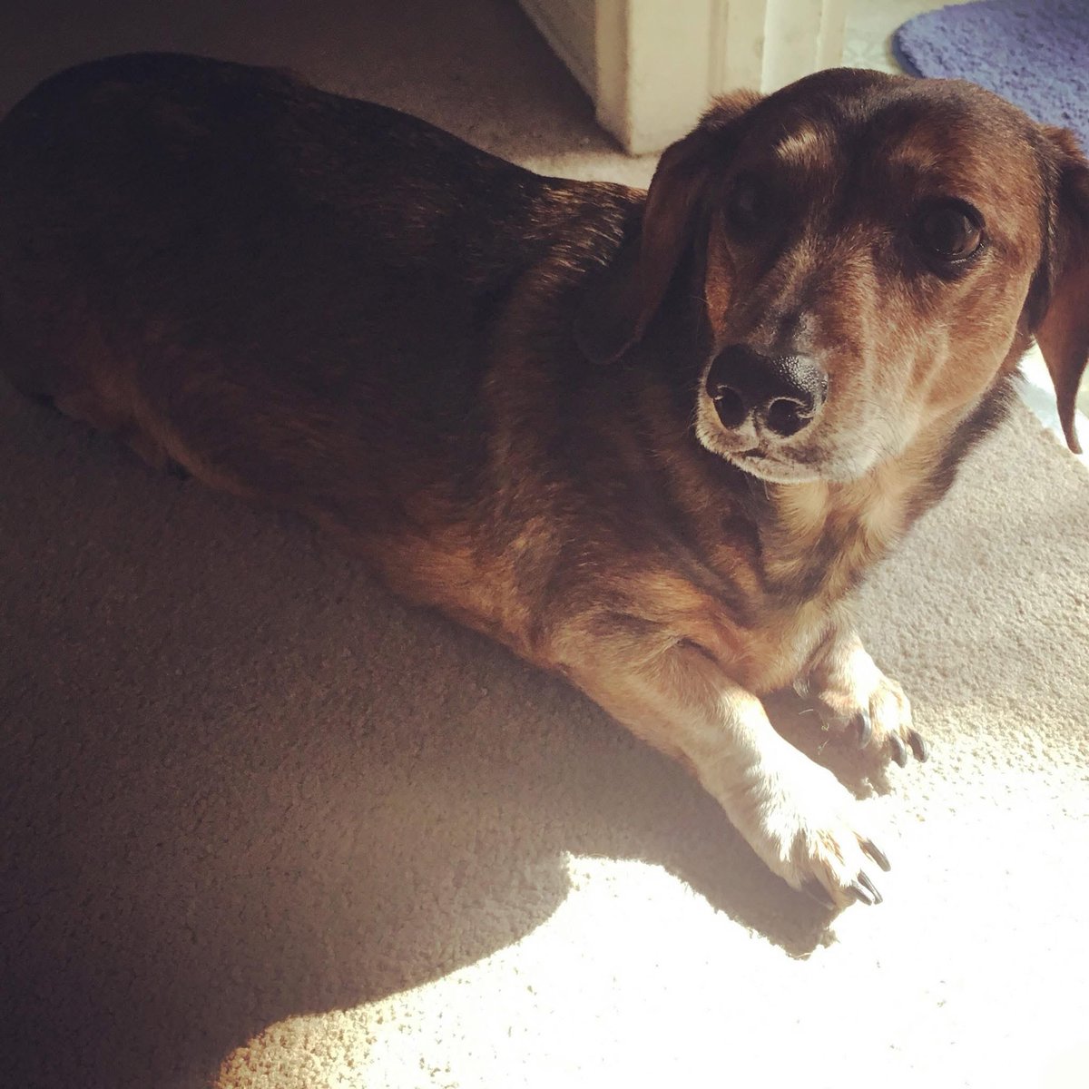 My sweet Jack Bauer. 3 years ago today we said goodbye. Miss u everyday. 💔🌈❤️🐾