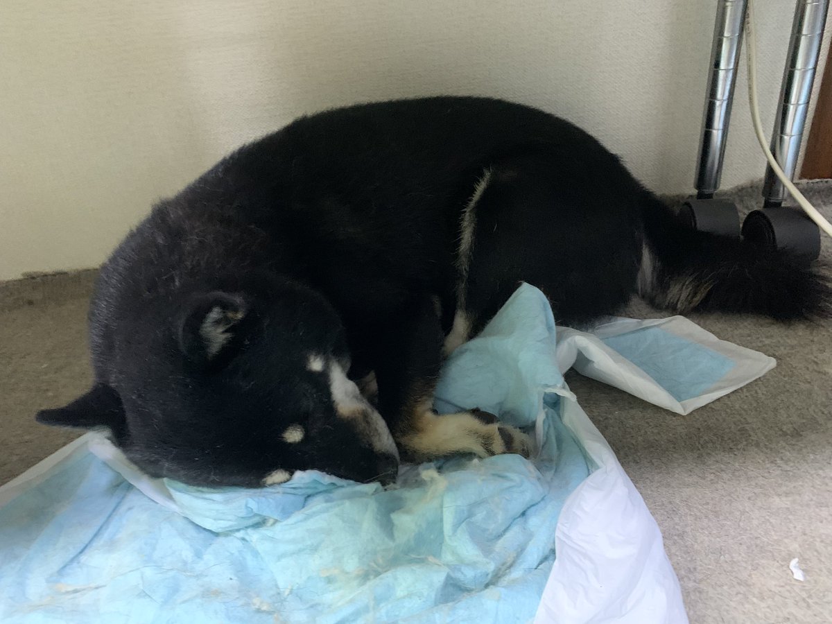 しばライオンページ yoko on X