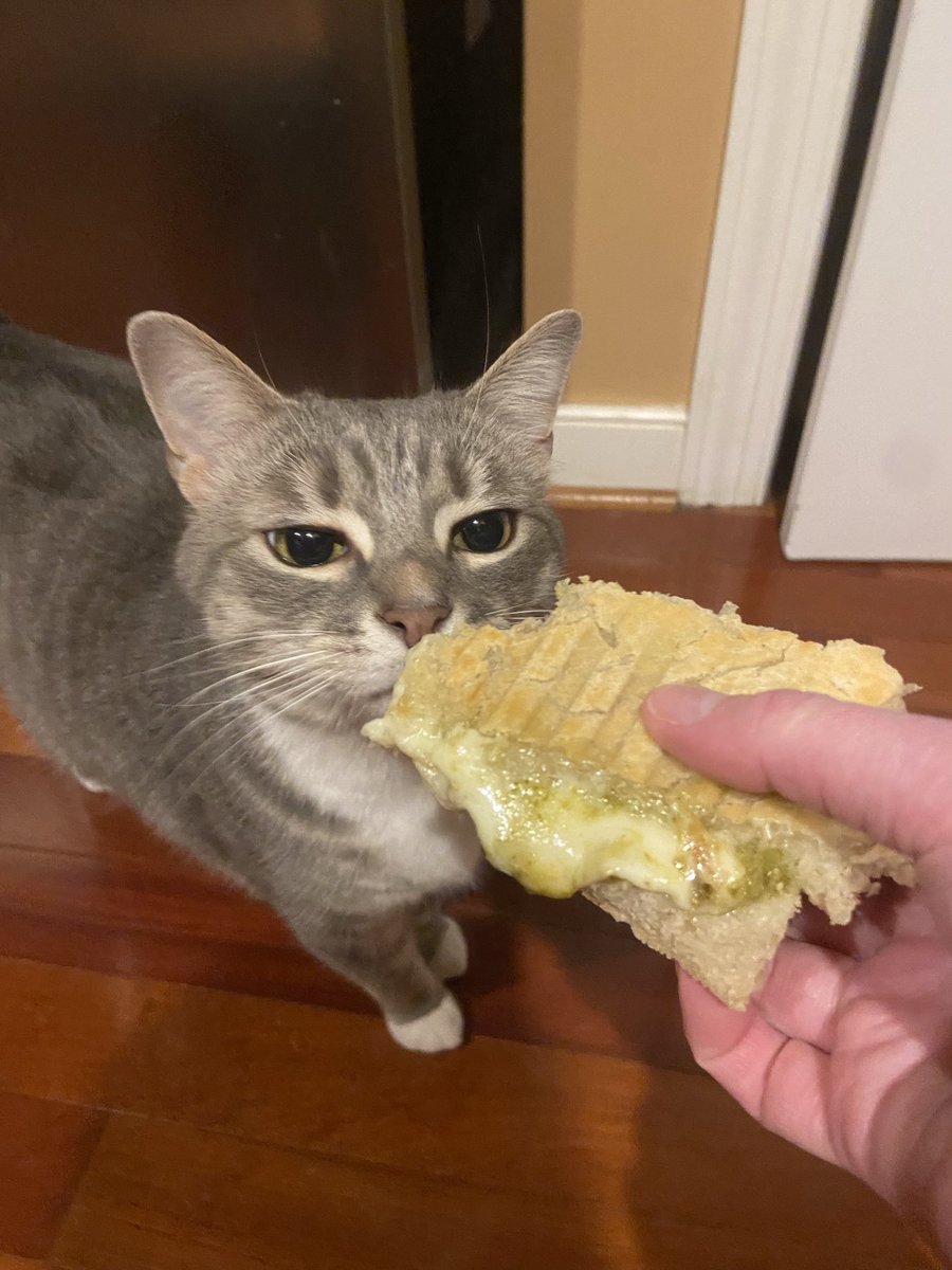 feeding him some bullshit for national cat day