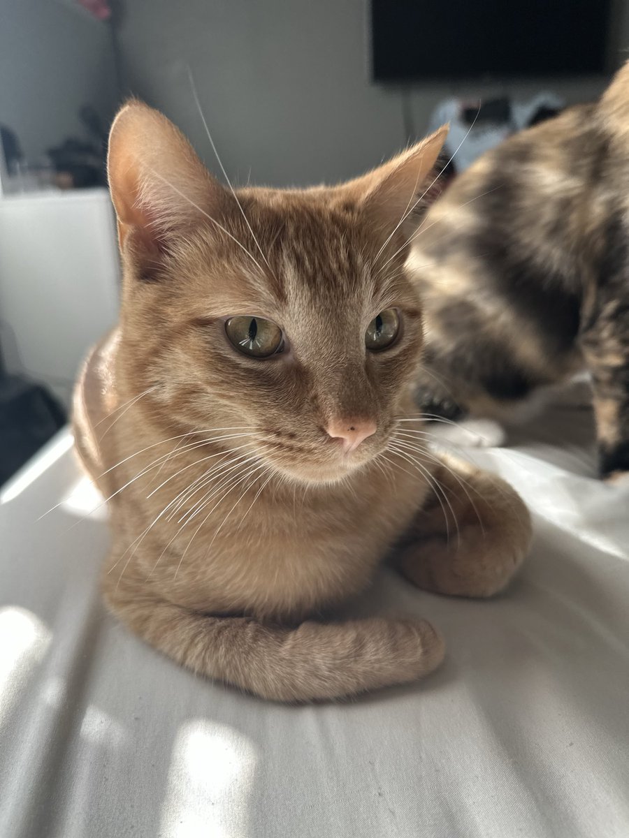 Happy National Cat Day 🐈🐈‍⬛

Reply with cat pics plz