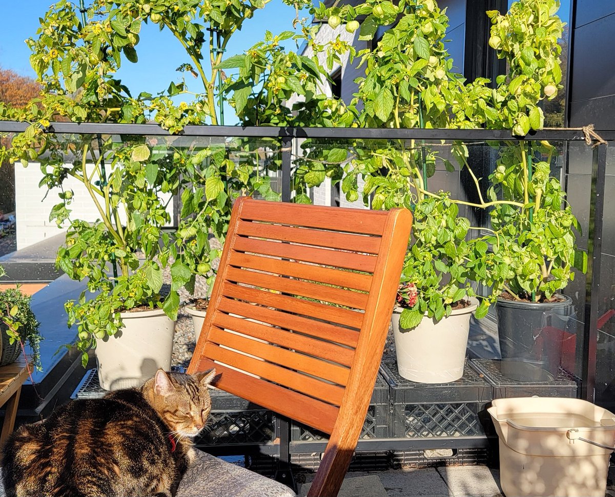 Checking on the late season tomatillos. They're still trying to grow, despite the cold temperatures at night lately!
#CatsOfTwitter