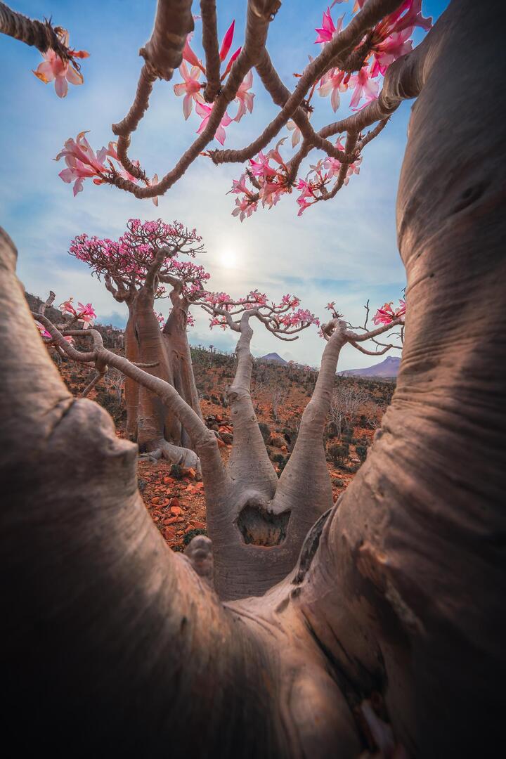 MovieNight_apps's tweet photo. Desert roses in Socotra [OC] [1601x2400] via /r/EarthPorn https://t.co/OqKKNaMk6n

#photography #photooftheday #photographer #photoshoot #picoftheday #art #beautiful
#instagood #photo #nature #travelphotography
#landscapephotography #portraitphotography
#followme #follow #camer… https://t.co/3URUGsTbg2