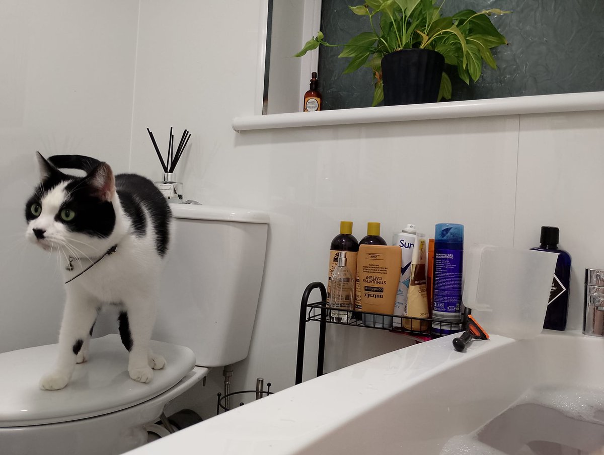 #Hedgewatch Doing Daddy a bath protect....it's my first one ever! *proud ears*