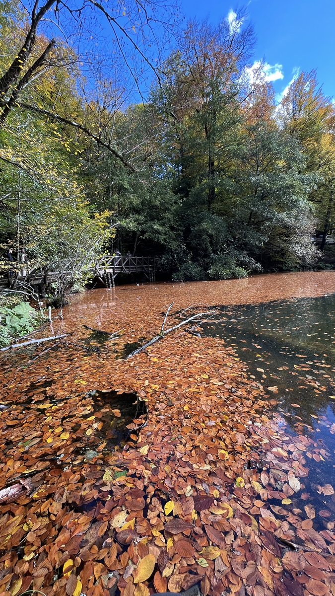 muradky7's tweet photo. ülkenin sonbaharda en güzel yerlerine gitik🍁 https://t.co/JBblmMPekC