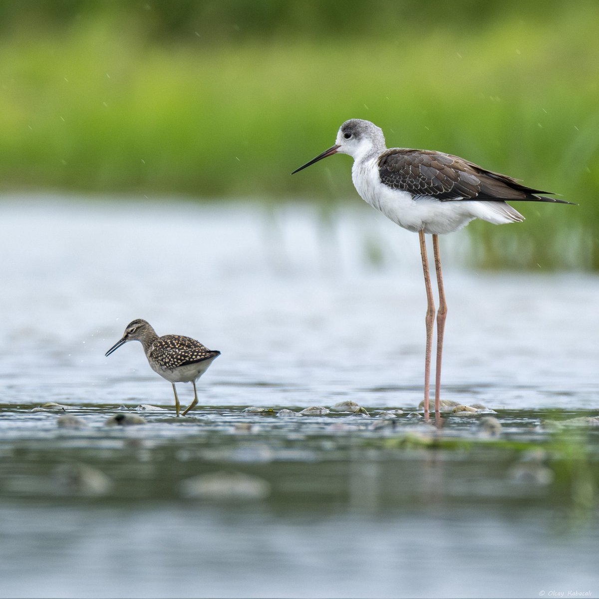 Orman düdükçünü ve uzunbacak güzelliklerimiz💚

#KuzeyOrmanlarıKuşları

f. <a href="/olcaykabacali/">Olcay Kabacalı</a> 🙏