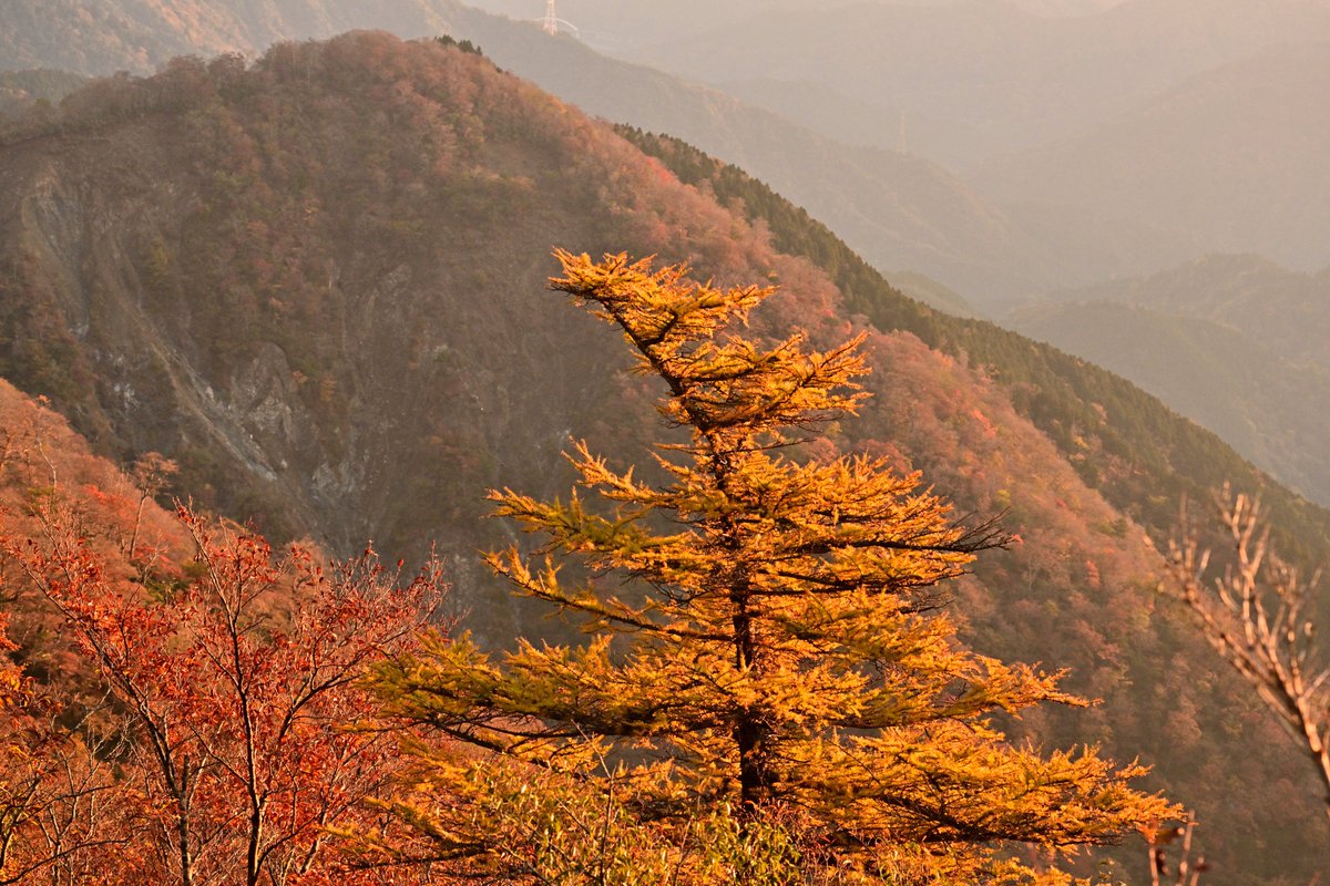 Sirenia_N.Z7 プラントベース on X