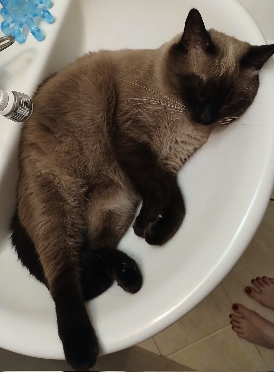 Вторые сутки коты саботируют умывание женщины