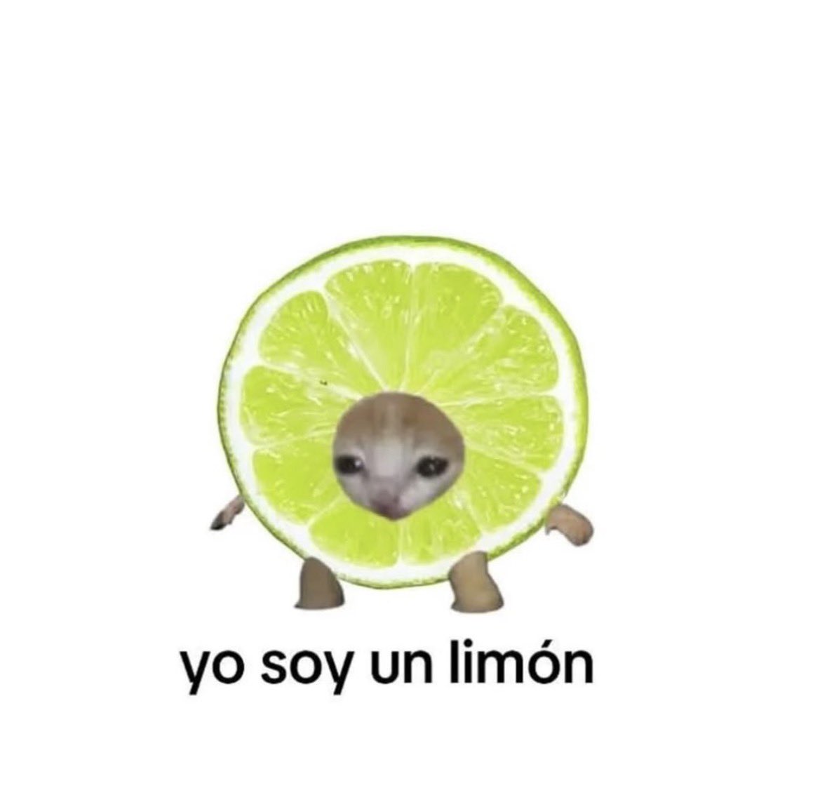 raccoon aesthetic. (@raccoonesthetic) on Twitter photo 