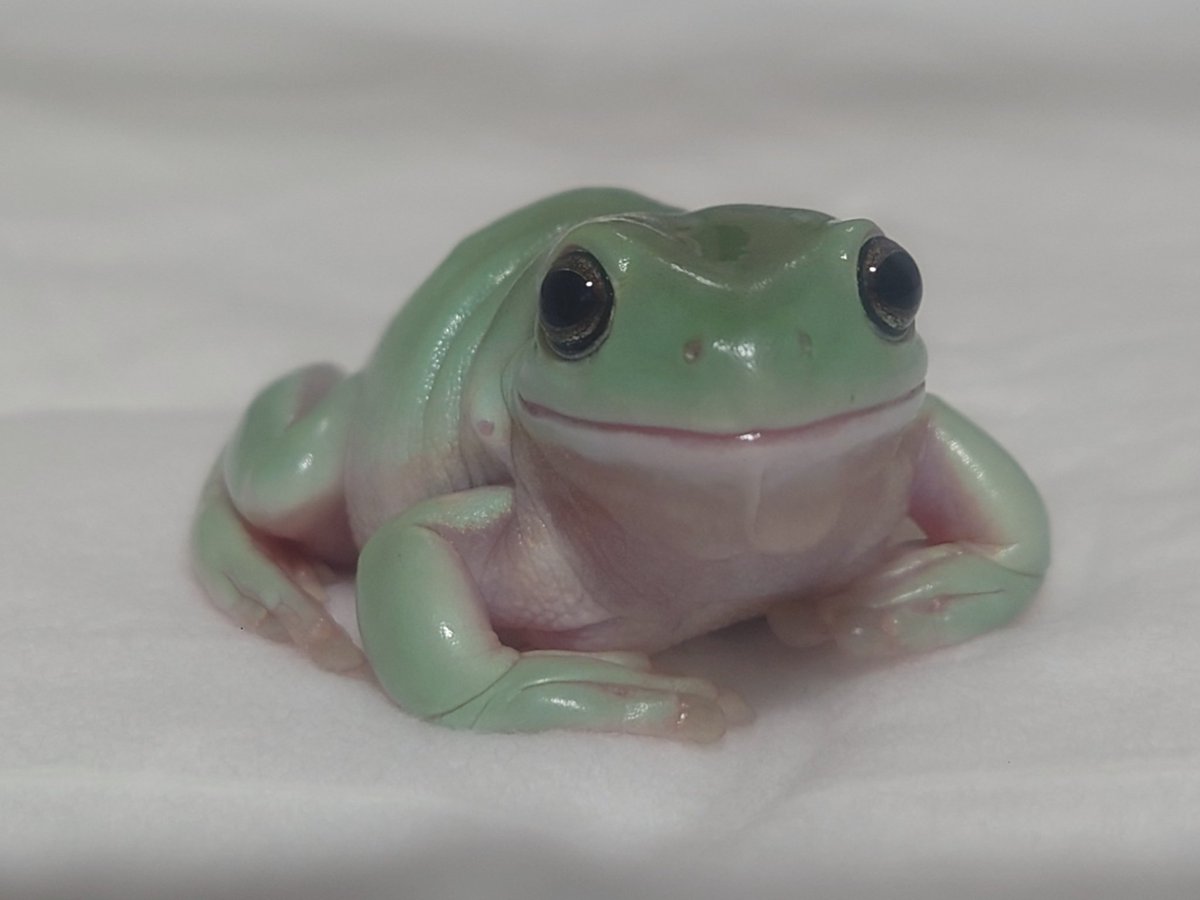 ｵﾊﾖｰﾅﾉｯｽ