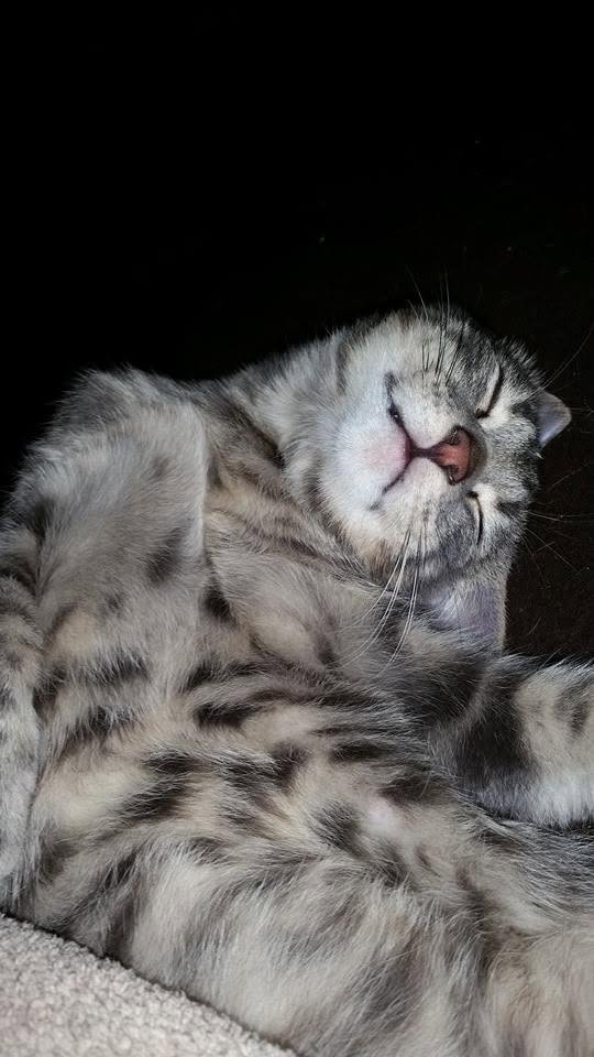 peterjones0's tweet image. 11 years ago