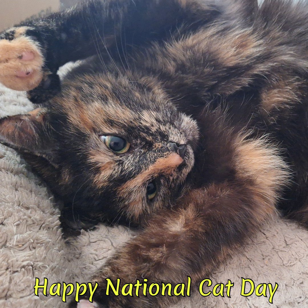 Happy #NationalCatDay everyone!