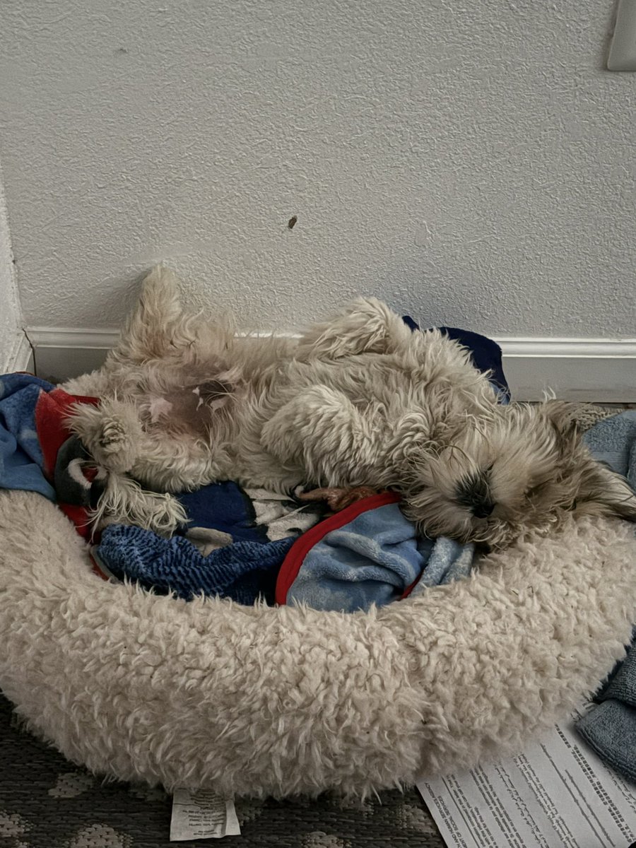 daniel_omet3VT's tweet image. My doggo asleepies