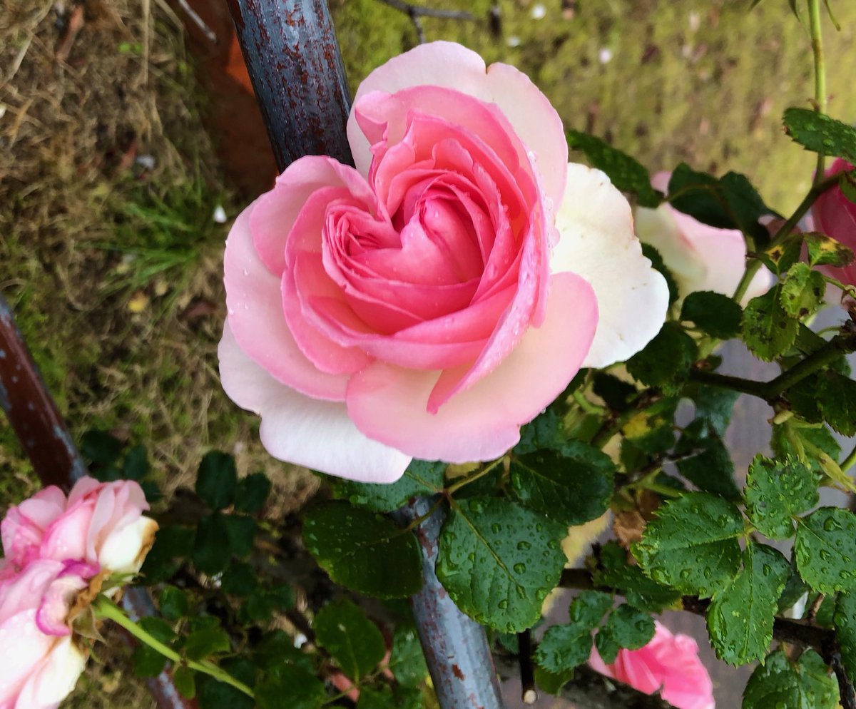 🍏なの。11/8🦅 on X