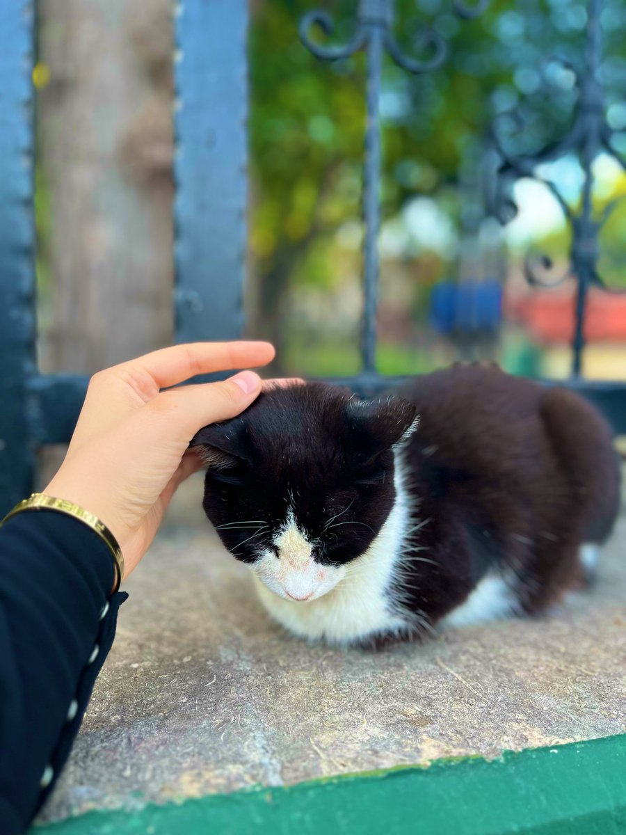 Nisan görünümlü ekim…