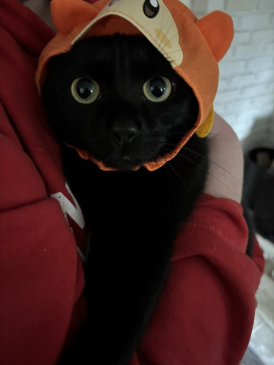 Jazmyn_VT's tweet image. :0 Cat dayyyyyyy! Have a picture of my cat with a little hat on! Isn’t she so cute ☺️