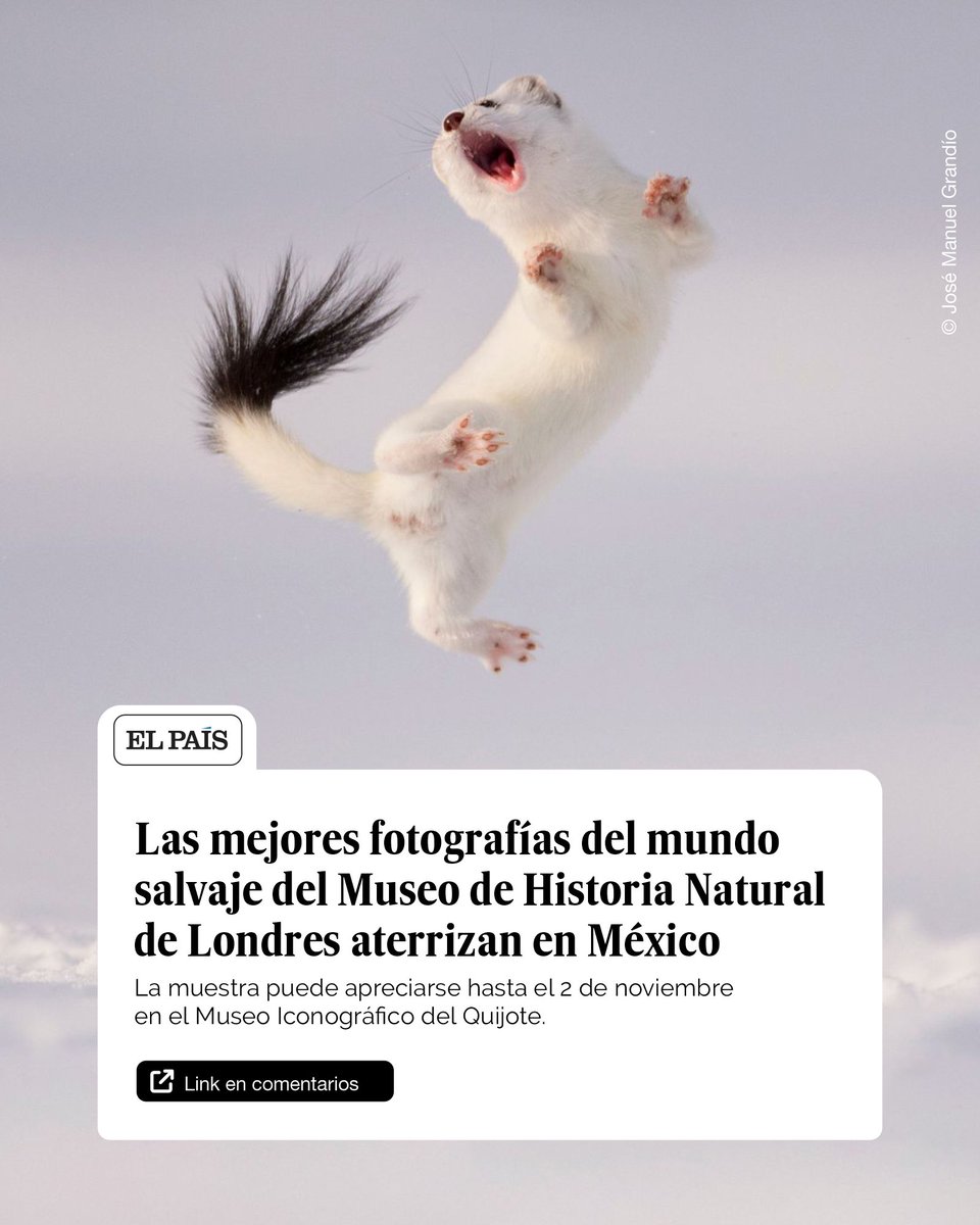 Te invitamos a leer la nota que <a href="/elpaismexico/">EL PAÍS México</a> dedica a la exposición "Wildlife Photographer of the Year".  ¡Quedan muy pocos días para que la visites!
elpais.com/mexico/2025-10…