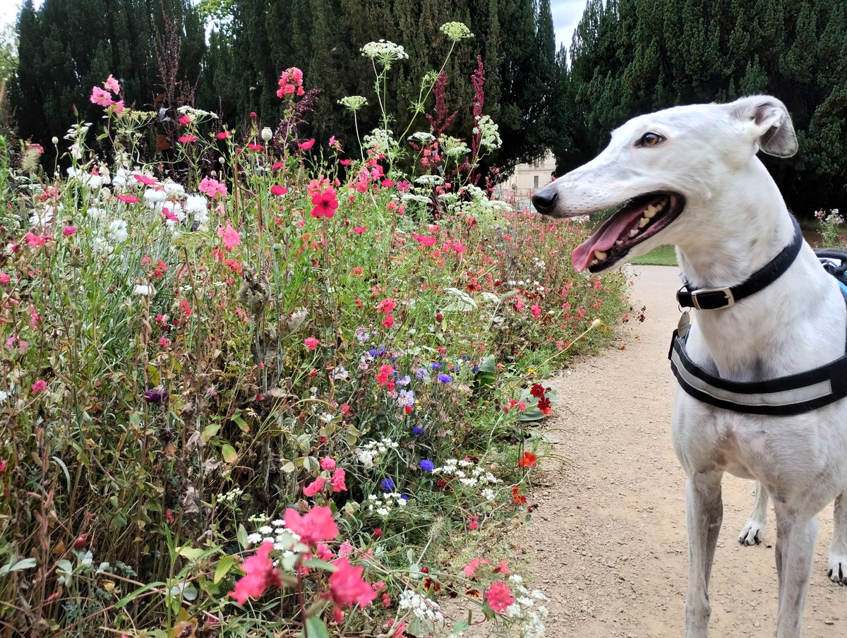 Laura Bailey tweet media