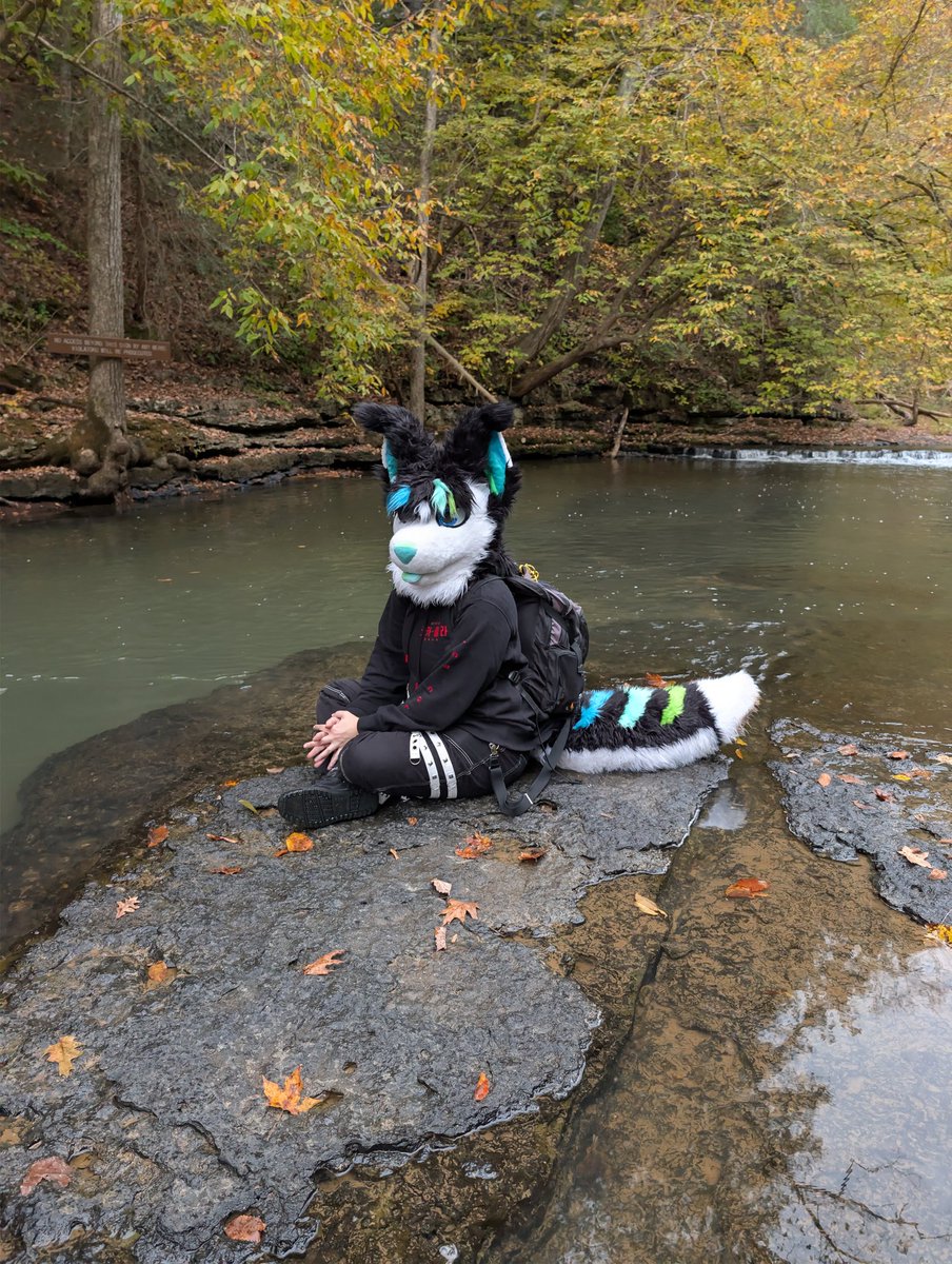 SorinFoxfire's tweet photo. Got him all dirty hiking and now we're gonna clean him! In 20 mins on my TikTok!! 

sorinfoxfire on there! Come say hi🎉✨

#furry #fursuit #fursuitcleaning #cleaningfursuit #furrycleaning https://t.co/6dvbMIe7sV