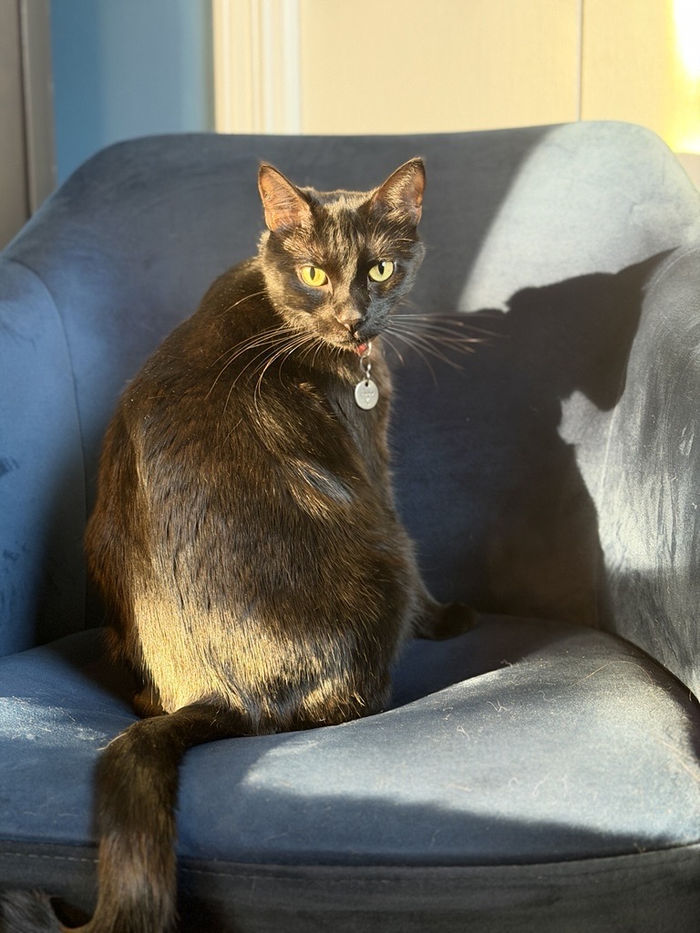 Meow we’re talking - Happy National Cat Day from the INDATEL crew and their purr-fect companions! 🐈‍⬛ 🐾 

#NationalCatDay #TeamINDATEL #ConnectingAmerica #ReachTheUnreachable #INDATEL