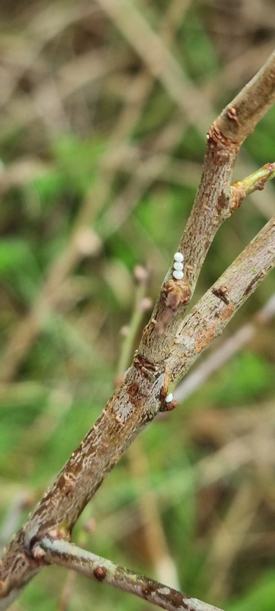 David Dowding tweet media