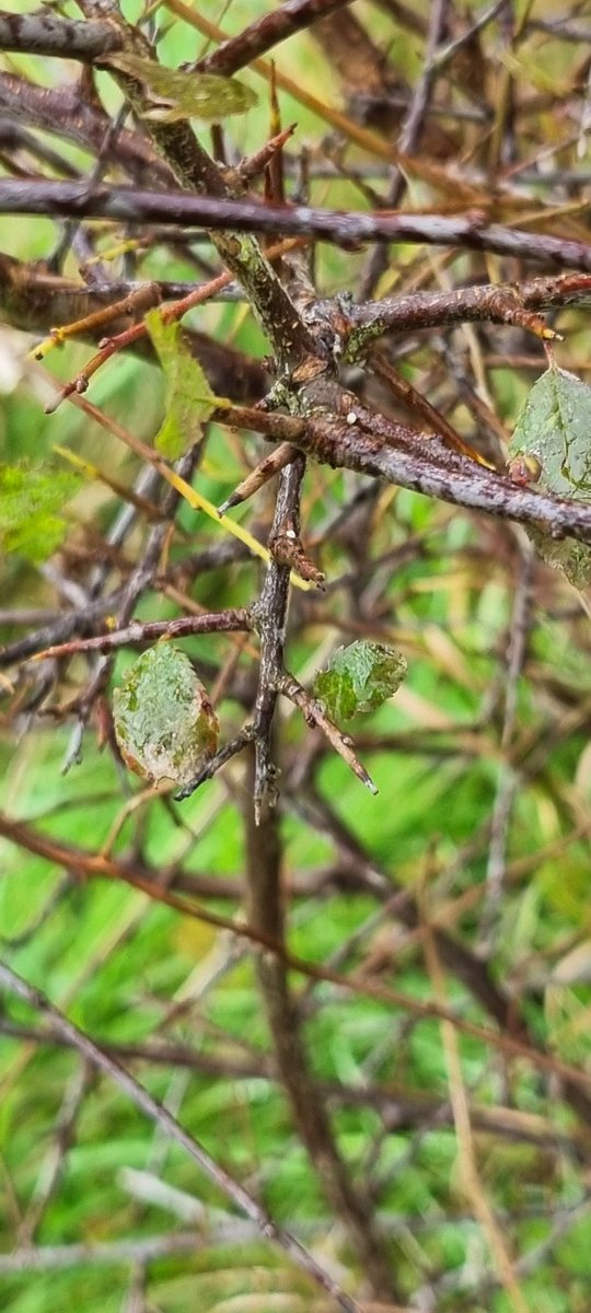 David Dowding tweet media