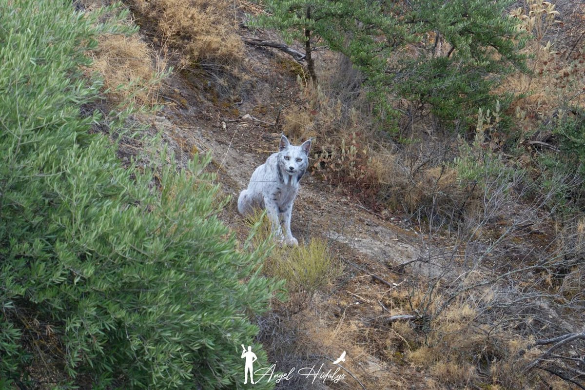 Sobre el famoso lince ibérico "blanco", de bello nombre Satureja:
Es el segundo lince ibérico que se conoce con ese color.
Nacen de color típico y luego cambian a blanco, volviendo a su color pardo posteriormente, por causa desconocida.

Más detalles aquí:
elpais.com/clima-y-medio-…