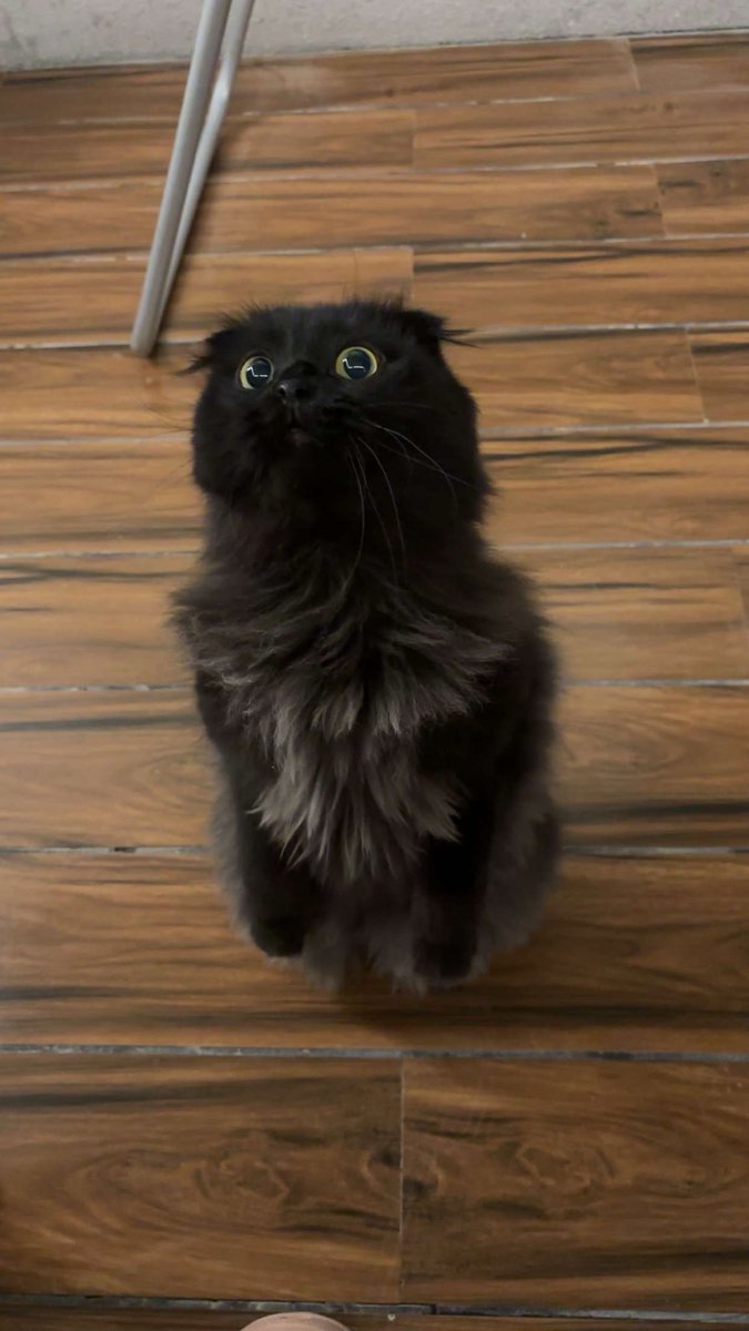 𓃠🪽 tweet media