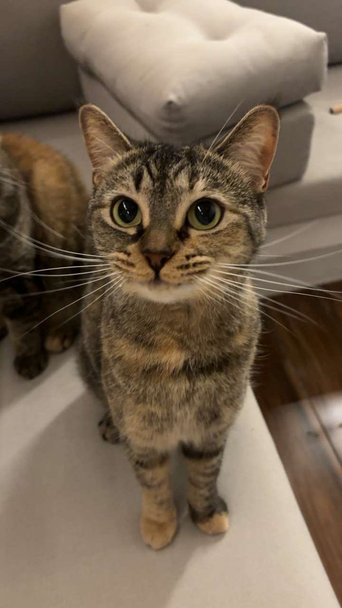 𓃠🪽 tweet media