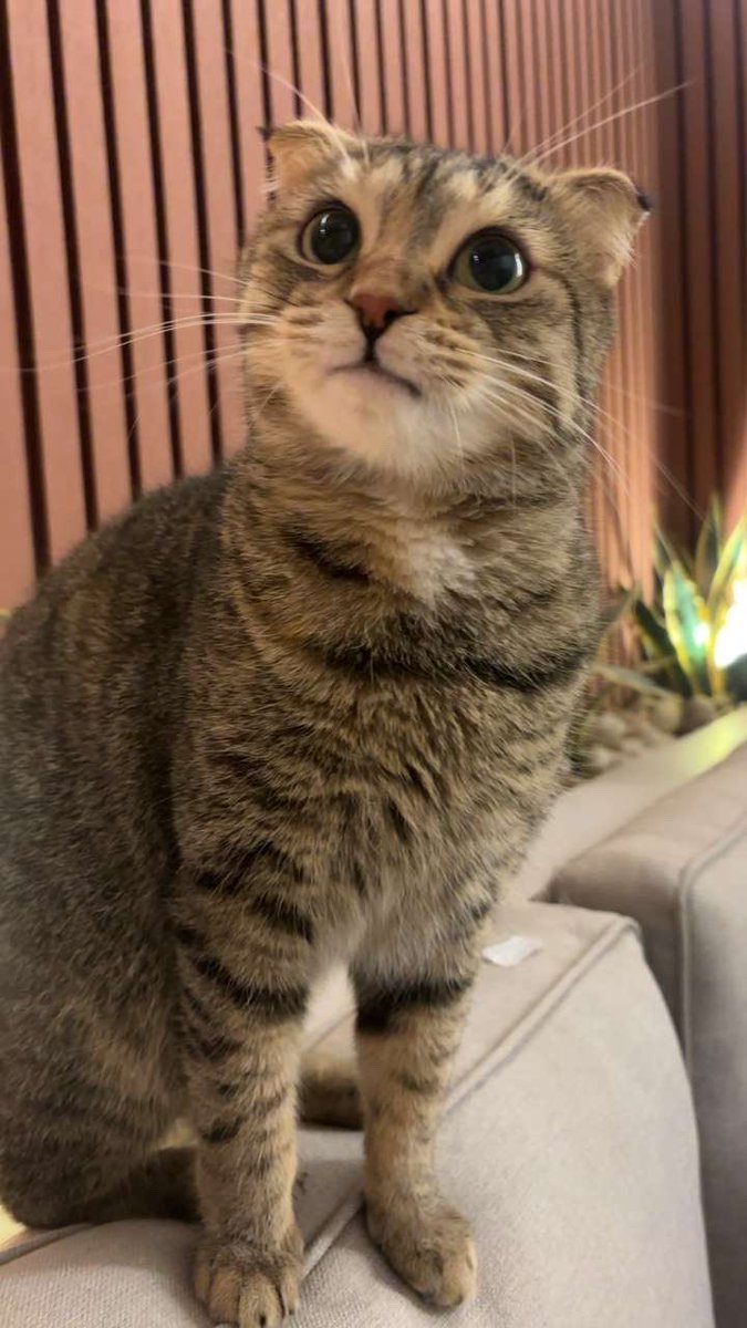 𓃠🪽 tweet media