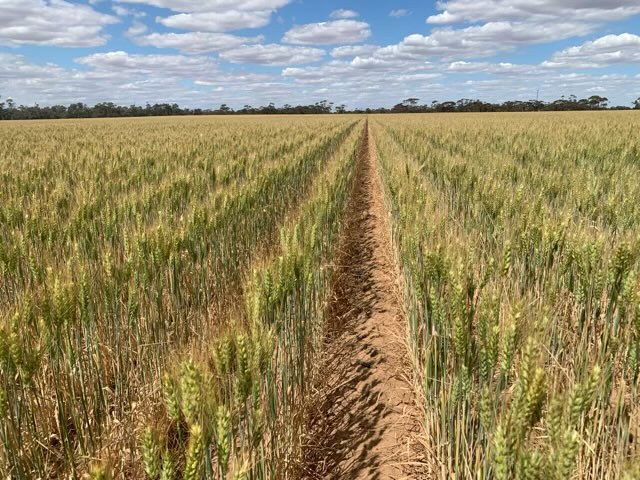 New Mowhawk quick winter wheat <a href="/AGF_Seeds/">AGF Seeds</a> seed crop filling well in tight finish in NW VIC. Will give growers in warmer climates an early wheat sowing option/open up early break options for wheat. Photo 1 is Mowhawk left, Scepter right <a href="/DMAg_consultant/">Matt Witney</a>  <a href="/BreedersPlant/">LongReach Plant Breeders</a>