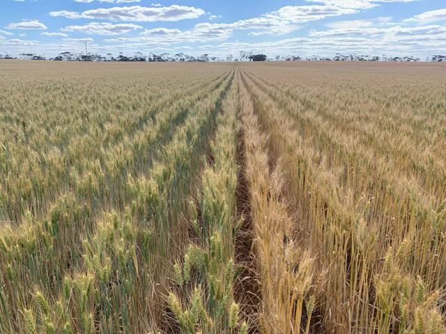 Brendan Torpy tweet media