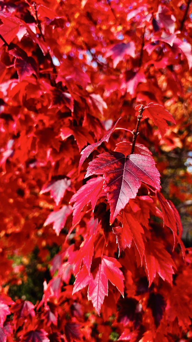 ucanpivot's tweet photo. Beautiful Fall https://t.co/AGmYk9HxxV
