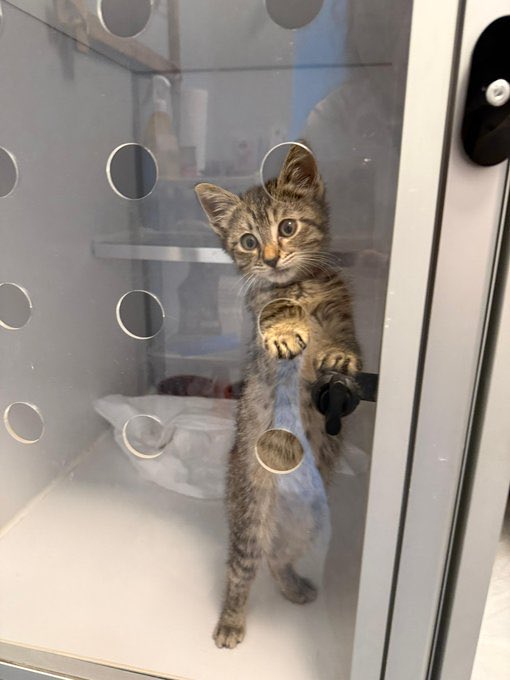 Şapşal kedo yuva arıyor. İstanbul