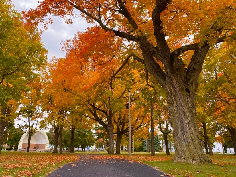 Over the past few years, we’ve had to make the difficult decision to remove several trees throughout our city parks due to the devastating impact of emerald ash borer disease. While this has been a challenge, we’ve turned it into an opportunity to reimagine and reinvest in our