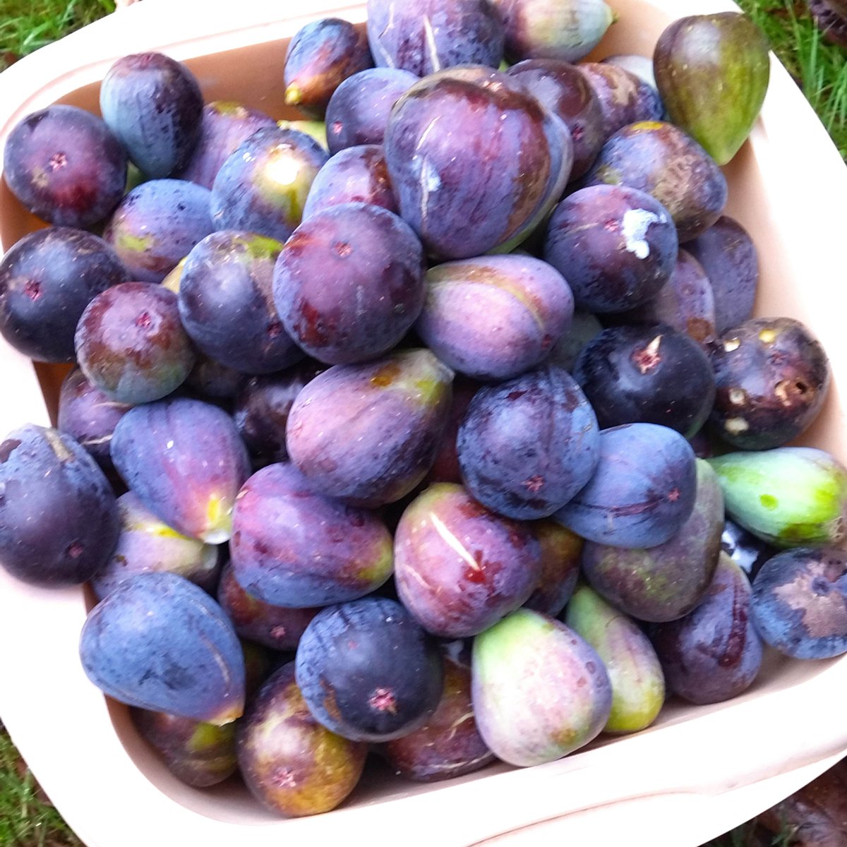 Aredius44's tweet image. Et maintenant, j'en fais quoi ? c'est parti pour la confiture. LU ne fabrique pas les figolus dans le Pays nantais ! mais des paille d'or aux figues. et c'est difficile ! mon fils a bossé sur la tartineuse quand il était en génie méca. #Nantes  #figues