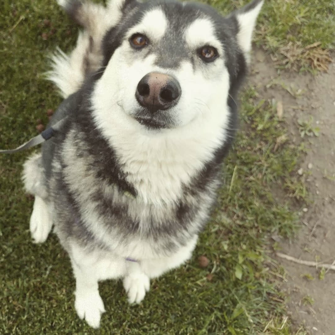 ricetatix's tweet photo. @MahouLelys DOG ! https://t.co/IiFKhySzWm
