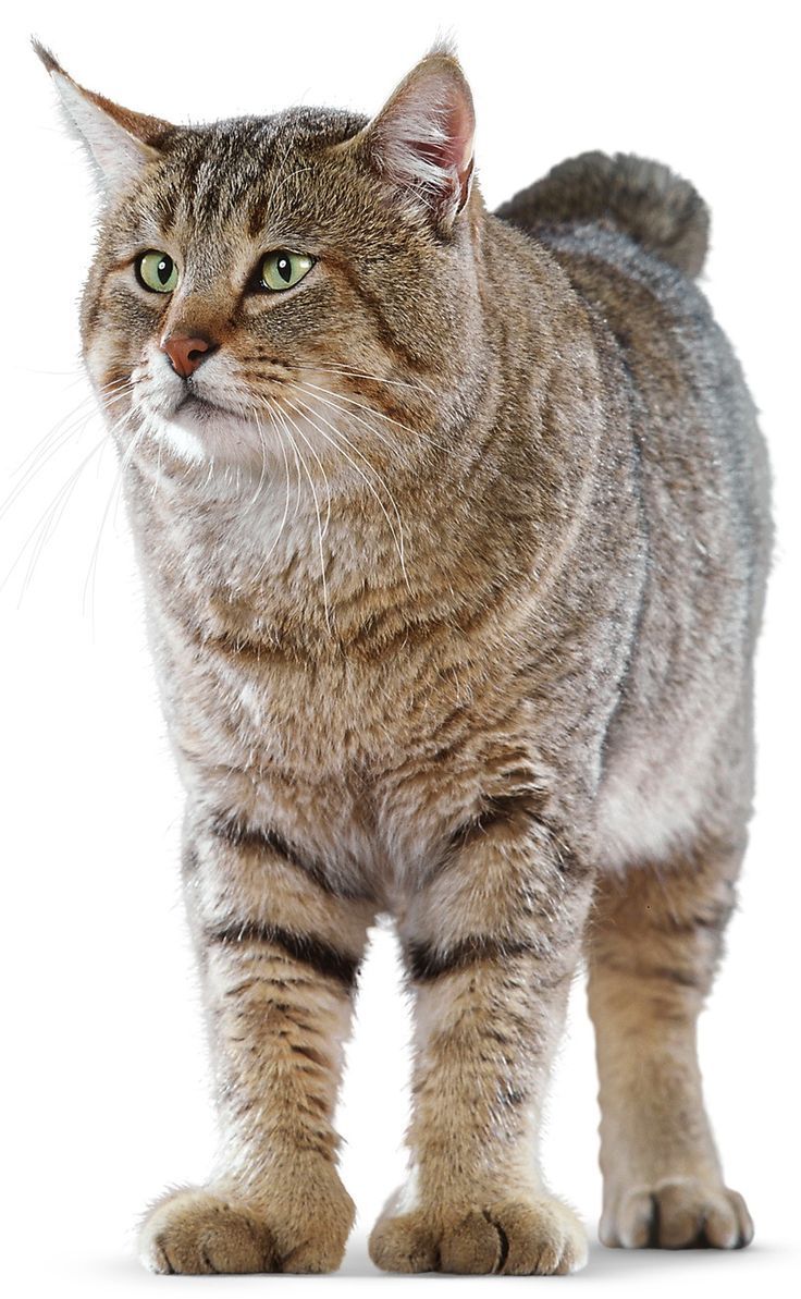 dailly__kittens's tweet photo. The American Bobtail walks around like it’s starring in a slow-motion movie trailer.
Every tail flick? Drama. Every glance? Cinematic. 🎬🐾 #AmericanBobtail https://t.co/W1KvJfSeLk