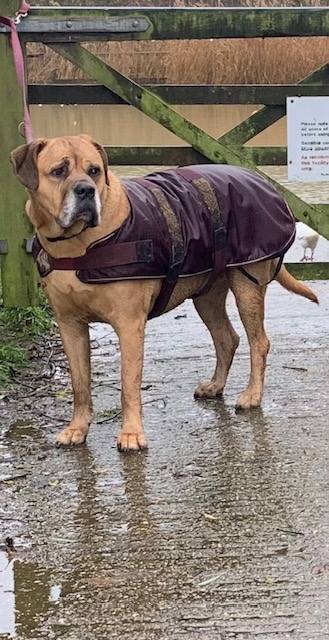 Bella is in need of adoption due to bereavement
Say hello to Bella. A very friendly family dog in need of a new home due to the death of her owner. She's in #Essex and was bought as a pup and lived with children and is fine with cats
savingsaintsrescueuk@outlook.com
#Chelmsford